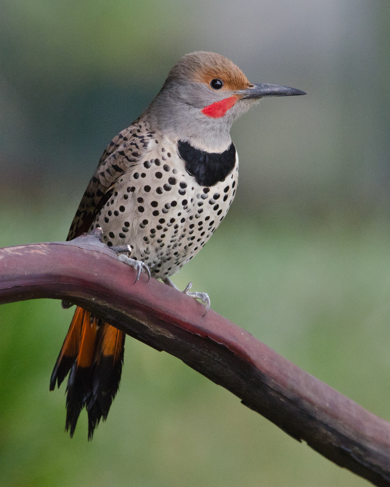 Flicker bird