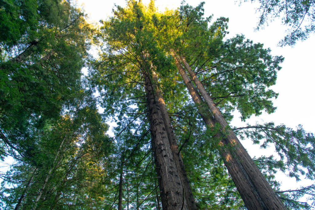 Redwoods in Mill Bend, Gualala