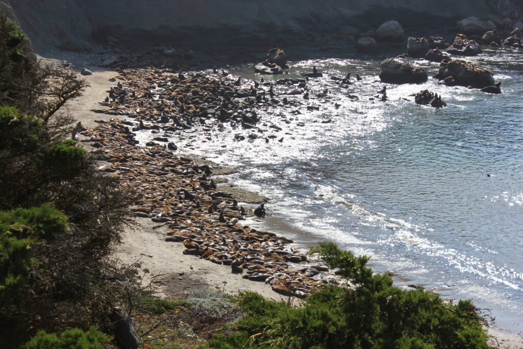 Sea Lions by John Walton