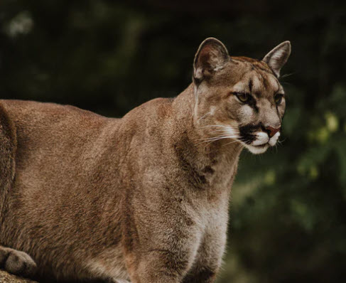 Mountain lion