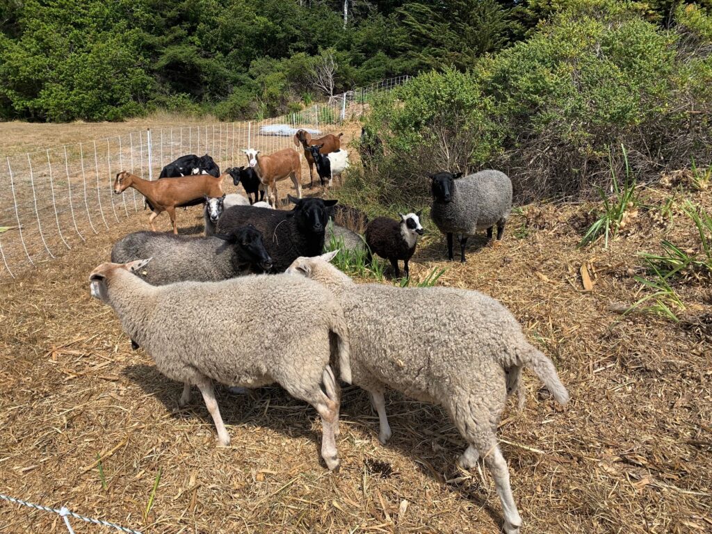 sheep and goats at Mill Bend